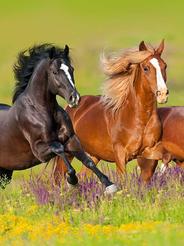 Equine Supplier Lancaster