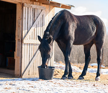 Equine Supplier Lancaster