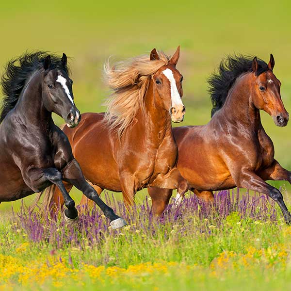 Equine Supplier Lancaster