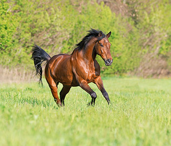 Equine Supplier Lancaster