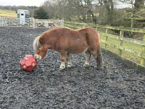 Horse Toys